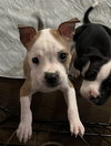 Lucille - McKnight Litter