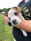Lucille - McKnight Litter