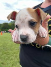 Lucille - McKnight Litter