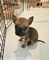 Tater - McKnight Litter