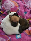 Tater - McKnight Litter