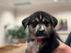 adoptable Dog in  named Hans - Lesnik Family Law LItter