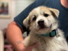 adoptable Dog in  named Sven - Lesnik Family Law Litter