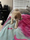 Sven - Lesnik Family Law Litter