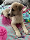 Sven - Lesnik Family Law Litter