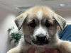 adoptable Dog in  named Kristoff - Lesnik Family Law LItter