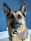 adoptable Dog in Holly Springs, NC named Bexley (Courtesy)