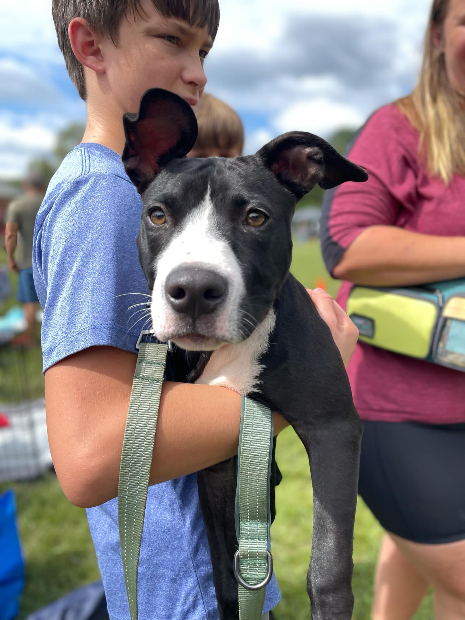 adoptable Dog in Holly Springs, NC named Elle