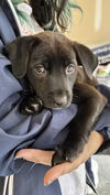 adoptable Dog in Holly Springs, NC named Leighann - Sandlin Law Litter (Cinderella)