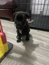 Leighann - Sandlin Law Litter