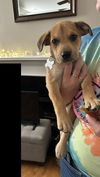 adoptable Dog in , NC named Sandie - Sandlin Family Law Litter (aka Aurora))