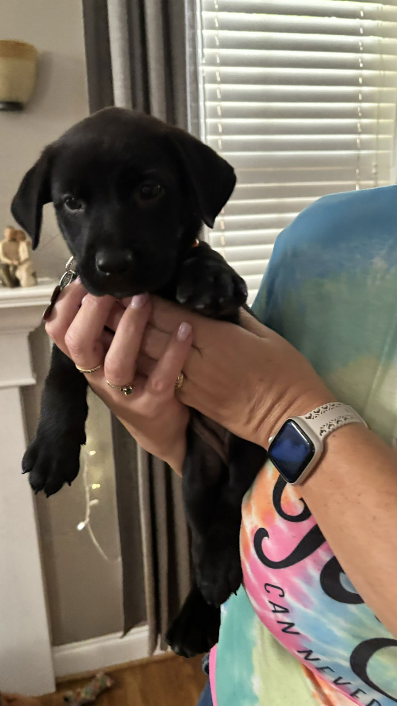 adoptable Dog in Holly Springs, NC named Lonan - Sandlin Family Law Litter (aka Rapunzel))