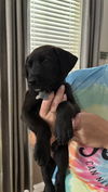 adoptable Dog in , NC named Berndt - Sandlin Law Litter (Prince Charming)