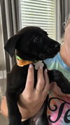 adoptable Dog in , NC named McGraw - Sandlin Family Law Litter (aka Ariel)