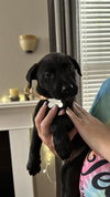 McGraw - Sandlin Family Law Litter