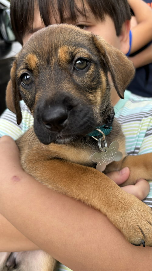 Lowe - Sandlin Family Law Litter