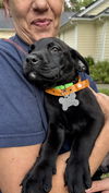 adoptable Dog in , NC named Tait - Sandlin Family Law Litter (Prince Philip)