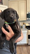 adoptable Dog in , NC named Ashlynn - Sandlin Family Law Litter (aka Jasmine))