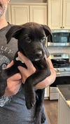 adoptable Dog in , NC named Kiera - Sandlin Family Law Litter (aka Mulan))