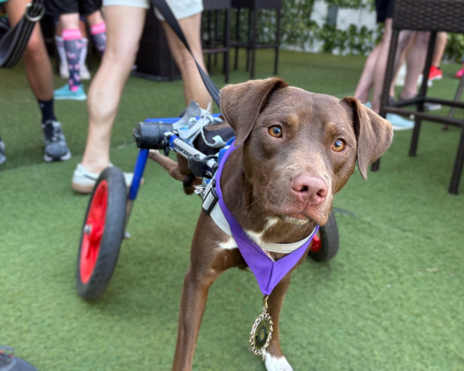 adoptable Dog in Holly Springs, NC named
