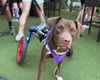 adoptable Dog in holly springs, NC named "Fig" Figaro Nespresso Philippe Blitchok