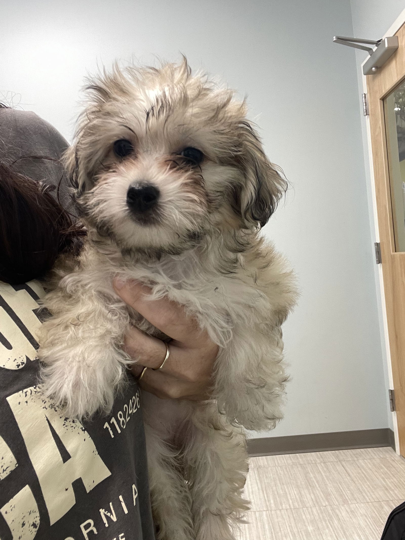 adoptable Dog in Holly Springs, NC named Shell - Seaside Litter