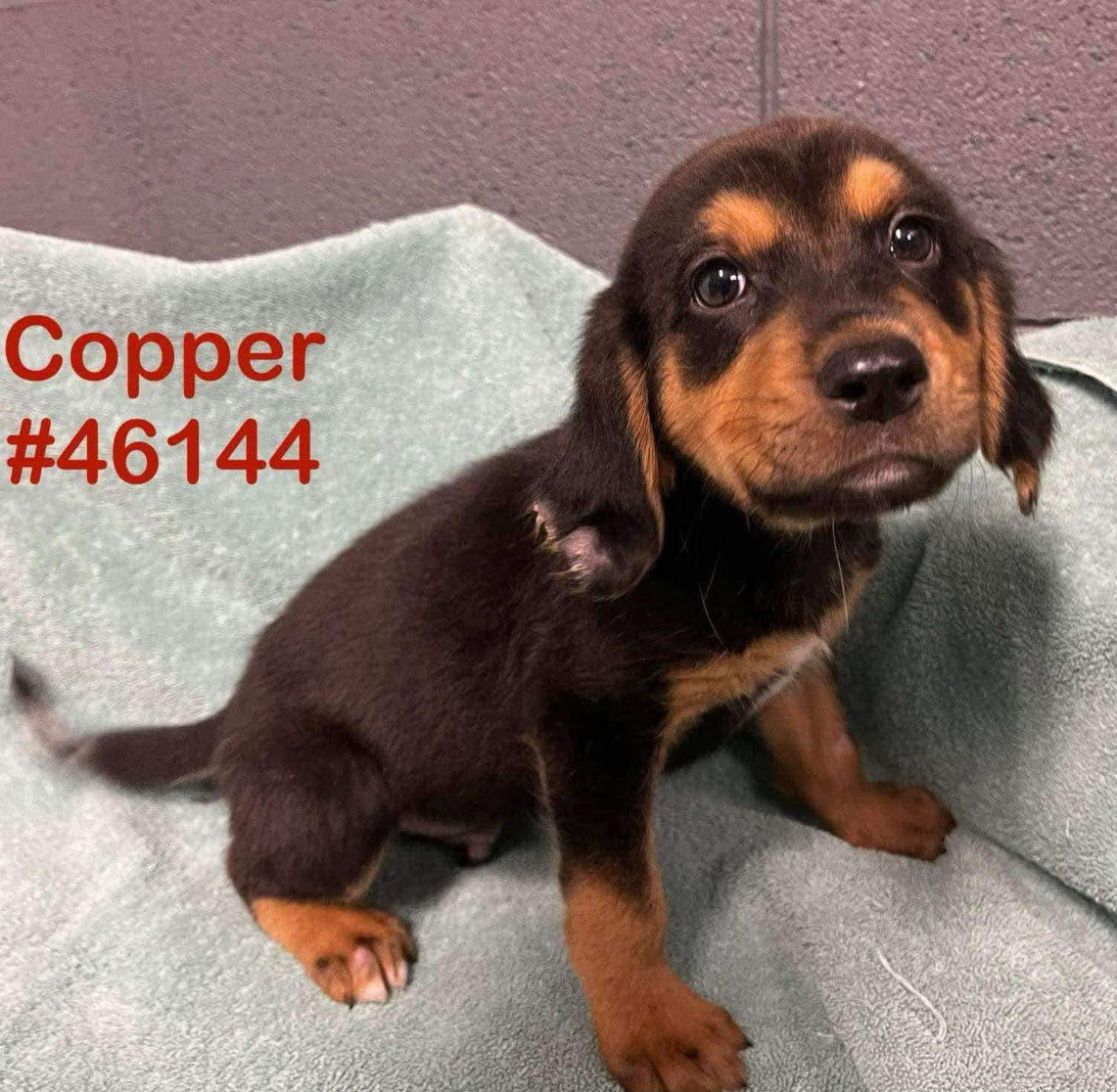 adoptable Dog in Holly Springs, NC named Copper