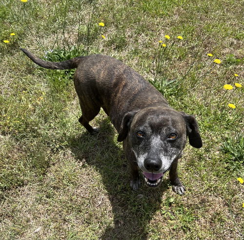 Sheba  [bonded to Bambi]