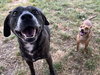 Sheba  [bonded to Bambi]