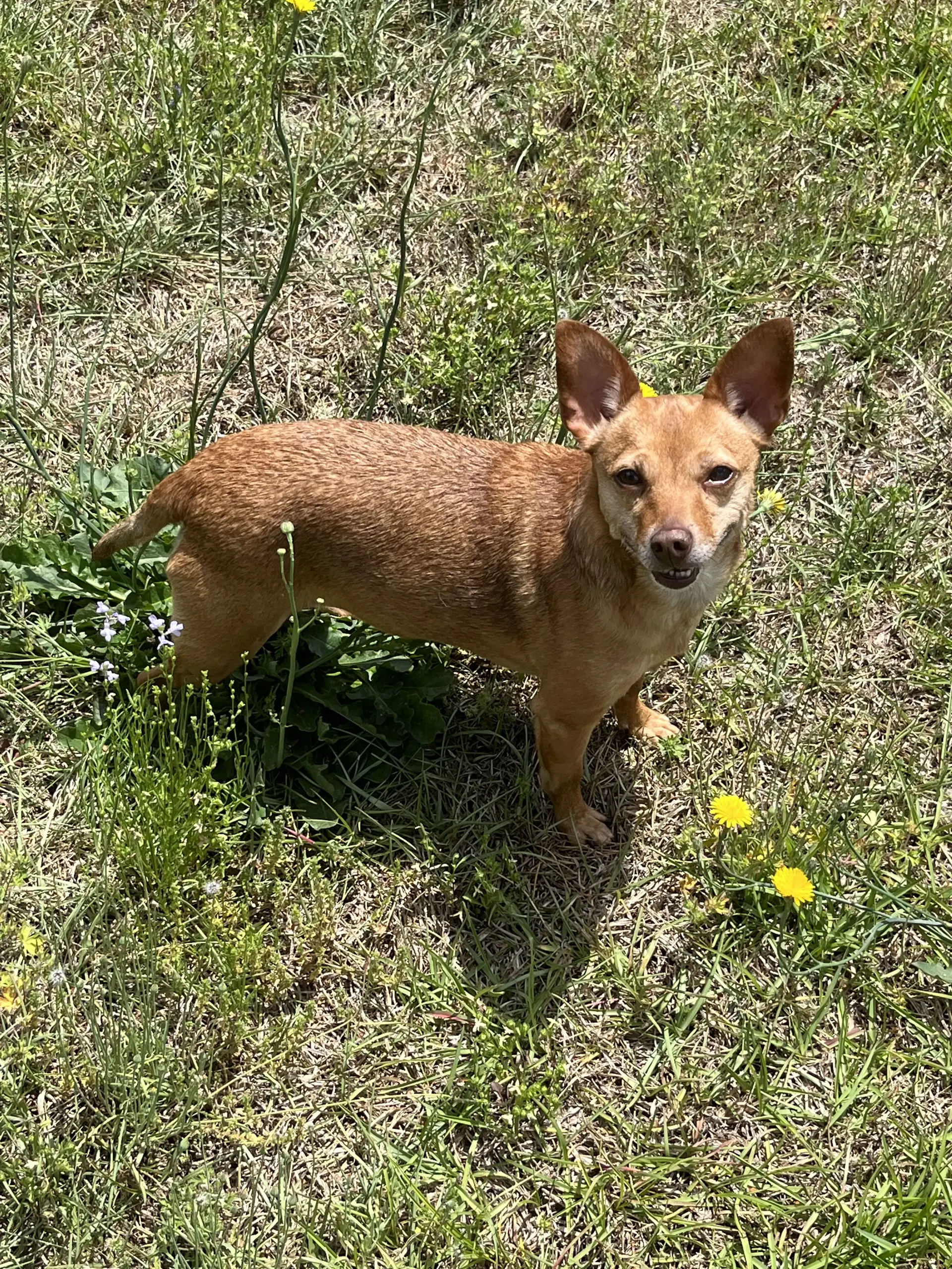 Bambi Bonded To Sheba image 2
