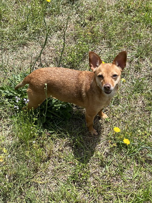 Bambi  [bonded to Sheba]