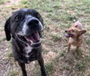 Bambi  [bonded to Sheba]
