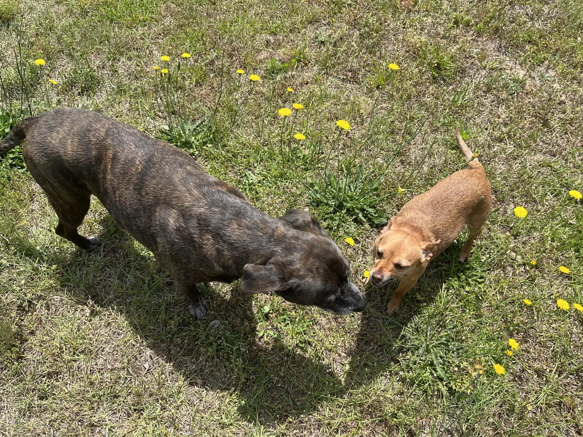 Bambi Bonded To Sheba image 3