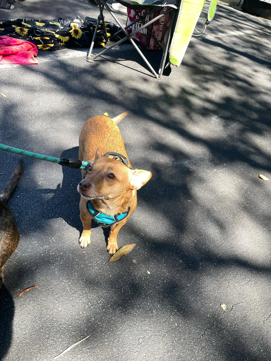 Bambi  [bonded to Sheba]