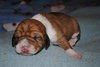 Rosebud-Application Pending