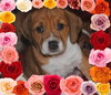 Rosebud-Application Pending
