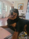 adoptable Dog in  named Willow