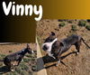 Vinny (Hurricane Helene Rescue)