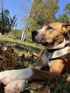 Pumpkin (Hurricane Helene Rescue)