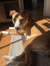 Pumpkin (Hurricane Helene Rescue)