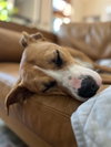 Pumpkin (Hurricane Helene Rescue)