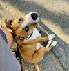 Pumpkin (Hurricane Helene Rescue)