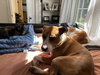 Pumpkin (Hurricane Helene Rescue)