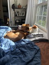 Pumpkin (Hurricane Helene Rescue)