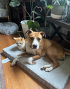 Pumpkin (Hurricane Helene Rescue)