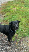 Midnight “Asher” (Hurricane Helene Rescue)