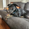 Midnight “Asher” (Hurricane Helene Rescue)