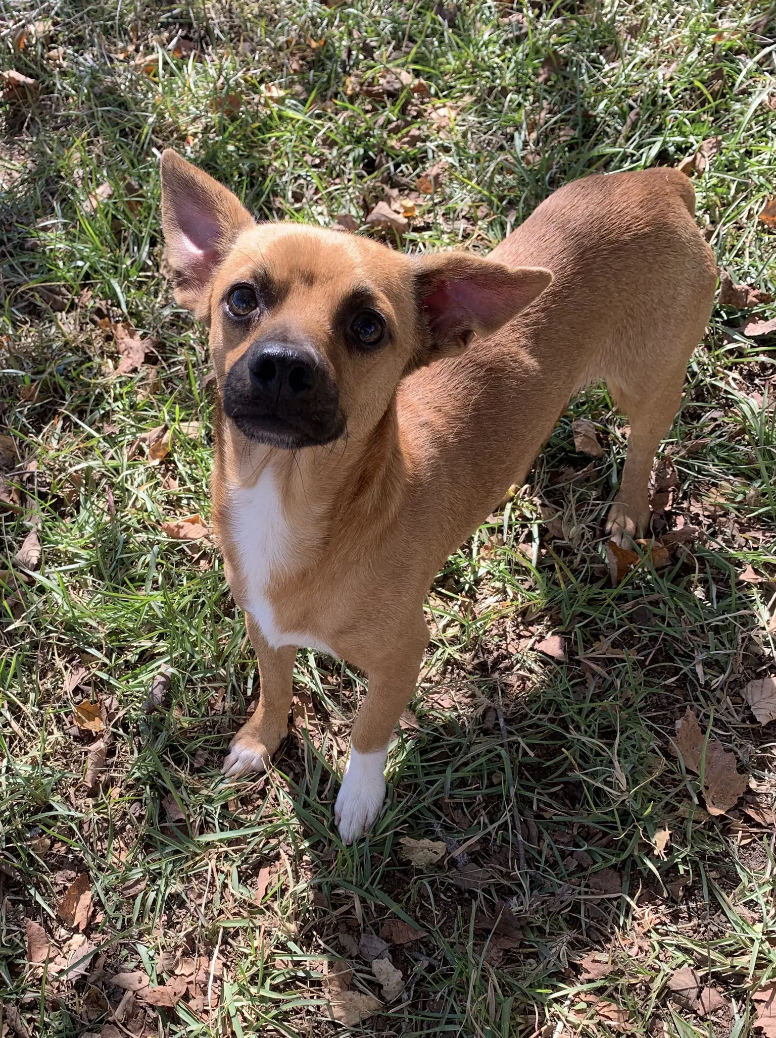 Butler - Chihuahua