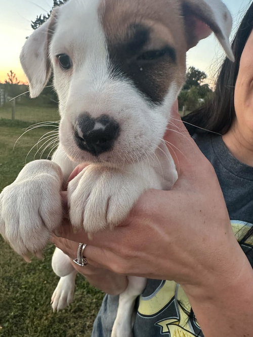 Lola - Eatmon Family Law Litter