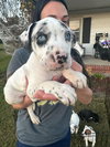 Sugar - Eatmon Family Law Litter
